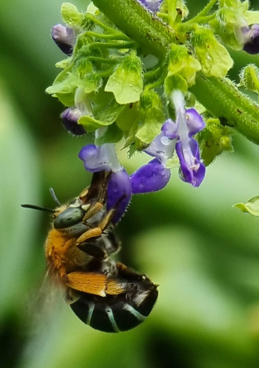 Photograph of a blue-banded bee taken in Indi and Lucy’s Heart Garden