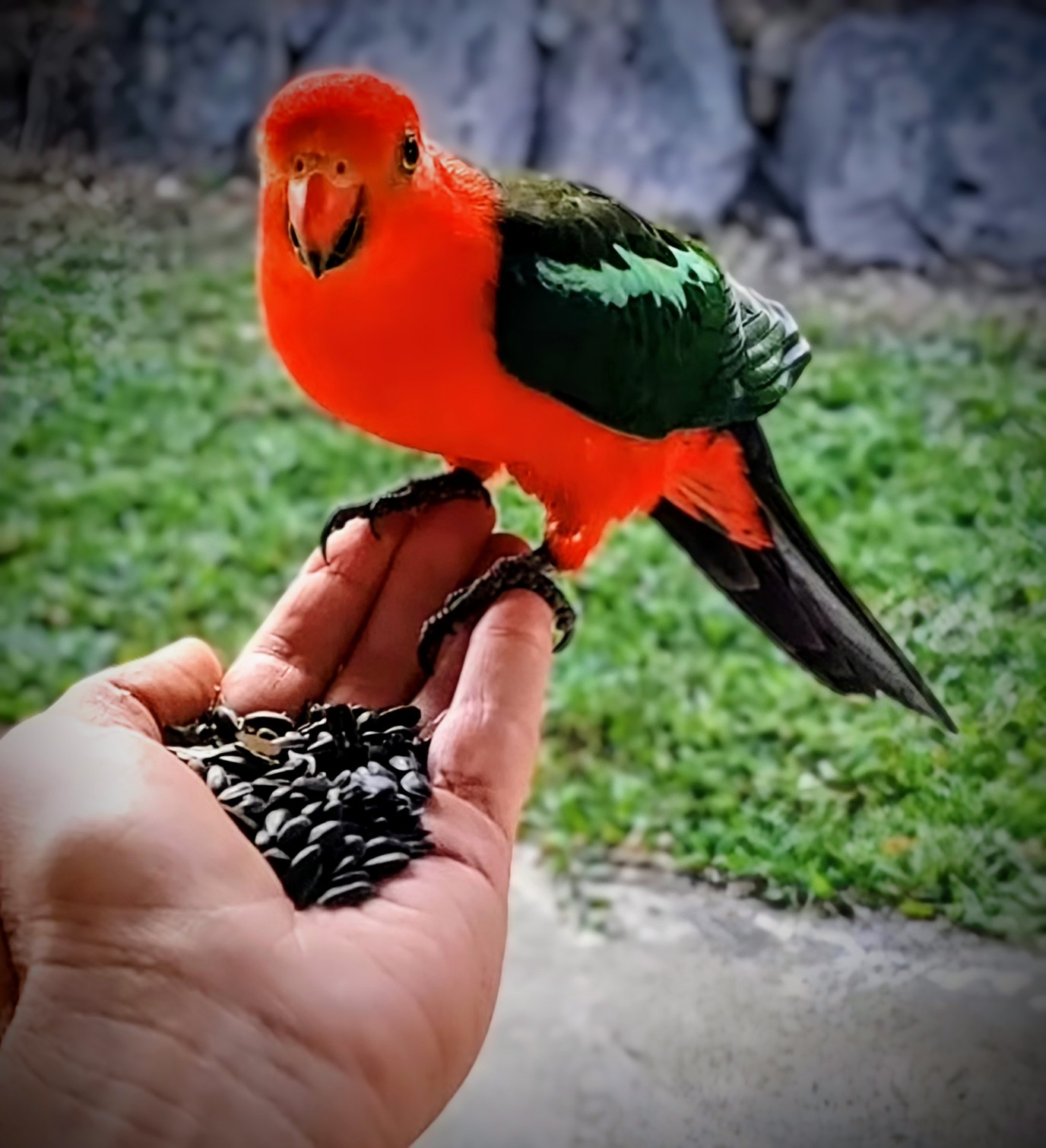 Photograph of Eep the King Parrot, a friendly wild bird from the garden